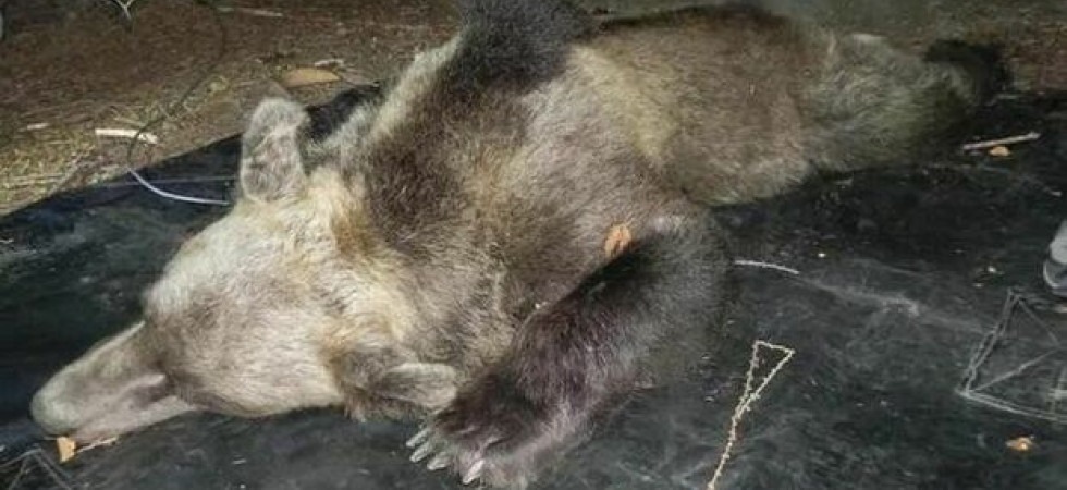 Foto archivio Investe un orso e scappa: l'animale ferito (con due zampe fratturate) trovato a bordo strada e portato al Casteller per le